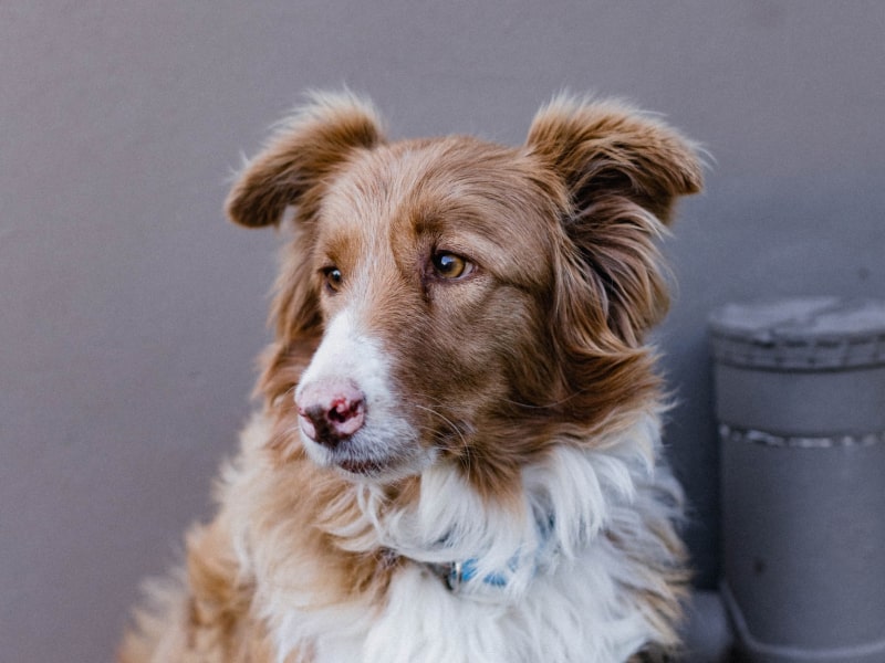 Urinary obstructions in dogs and cats